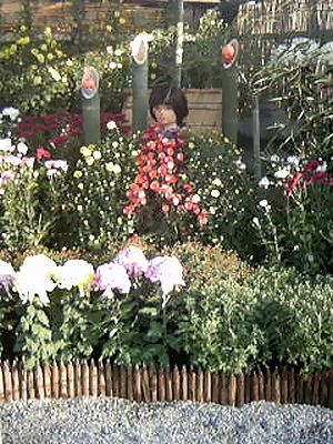 菊.jpg